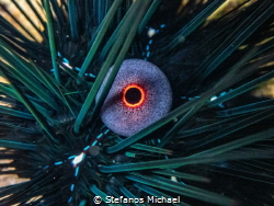 Long-spined Sea Urchin - Diadema setosum by Stefanos Michael 
